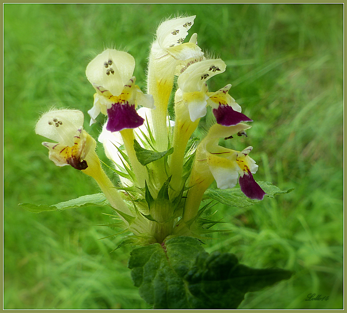 Bachblüten ...