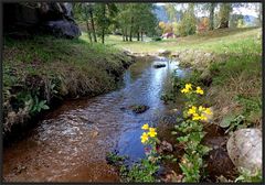 Bachblüten