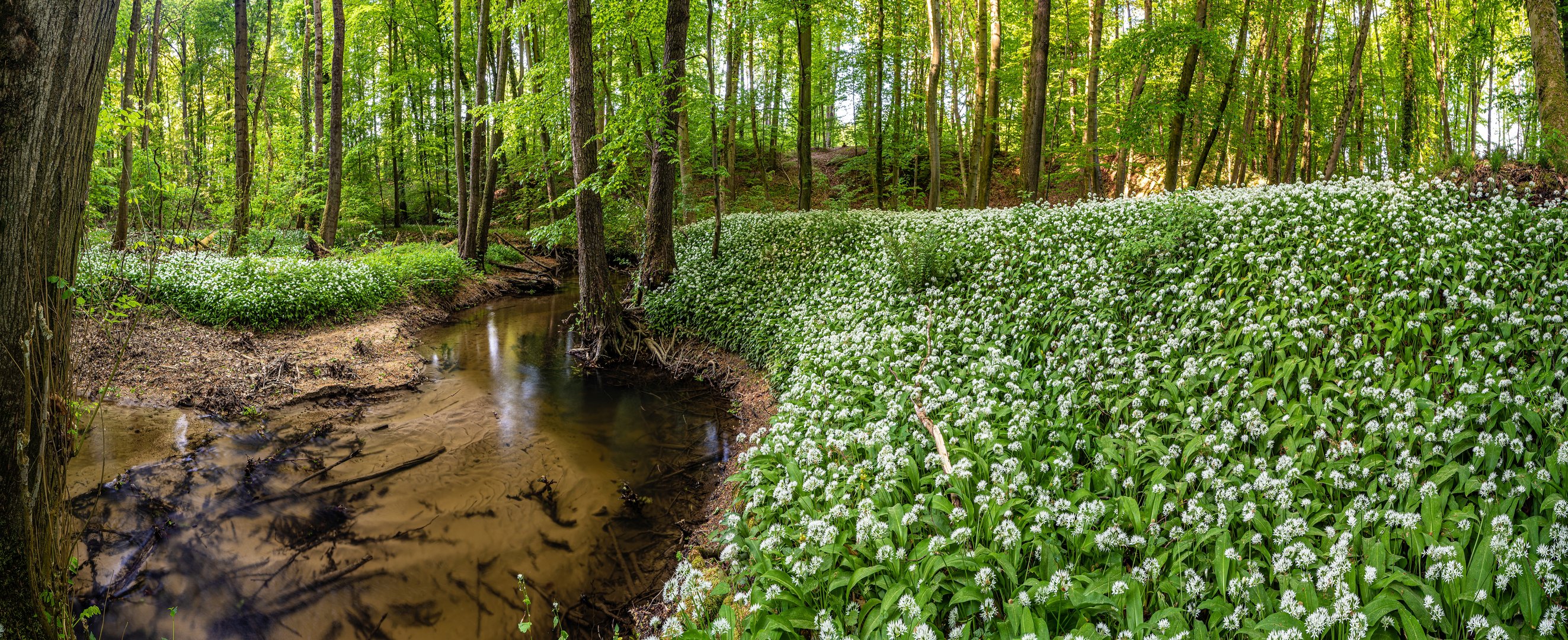 Bachblüten