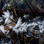 Bachblüten auf Eis