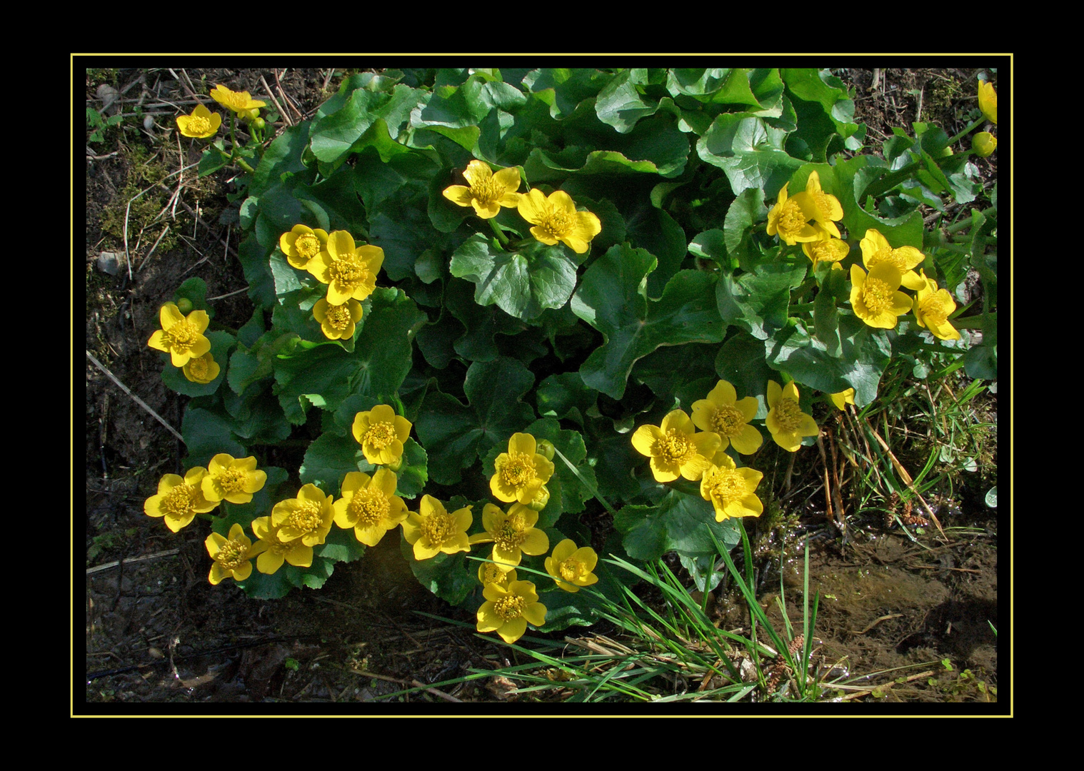 "Bachblüten"