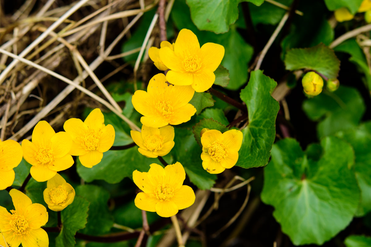 "Bachbummelen" ode Sumpfdotterblumen