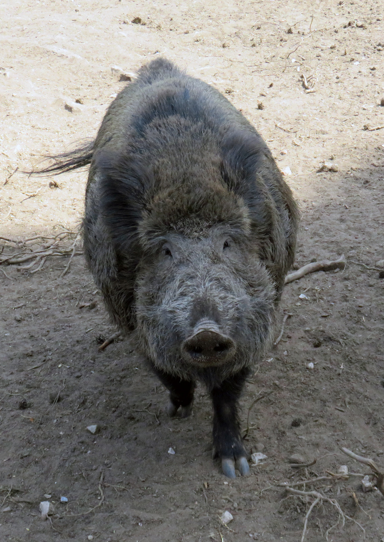 Bache Foto & Bild natur, tiere, wildpark Bilder auf