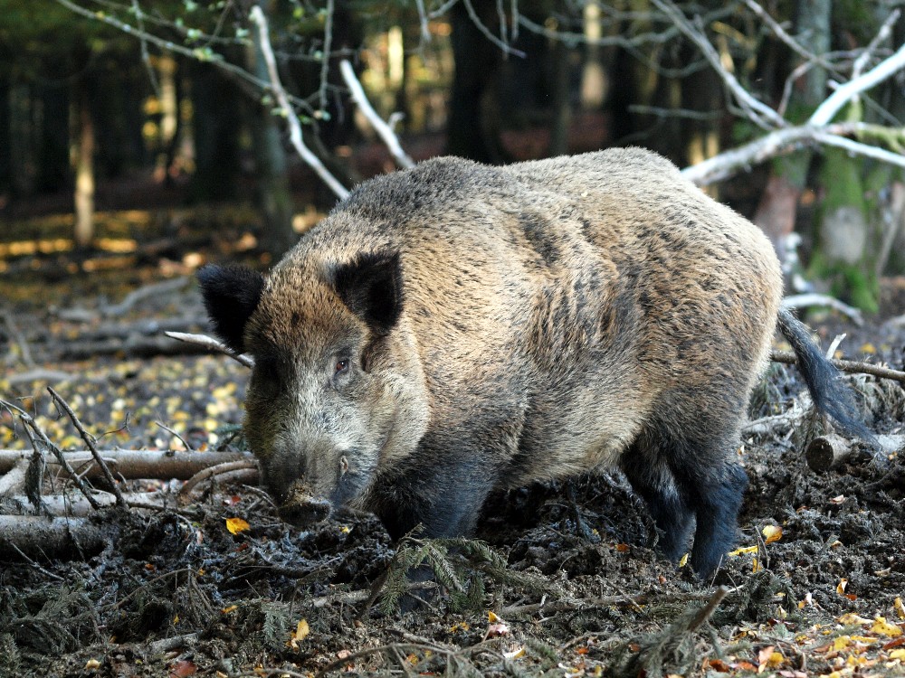 Bache im Wildpark Daun-Eifel