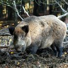 Bache im Wildpark Daun-Eifel