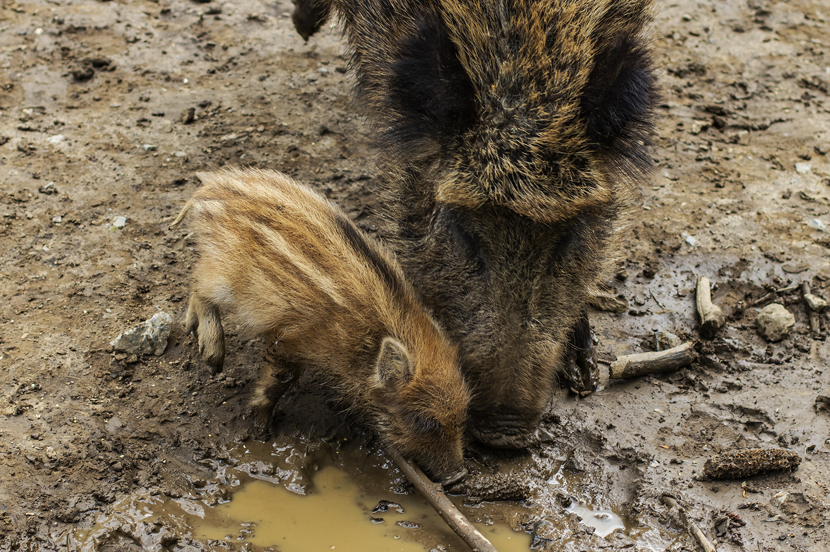 Bache mit Frischling