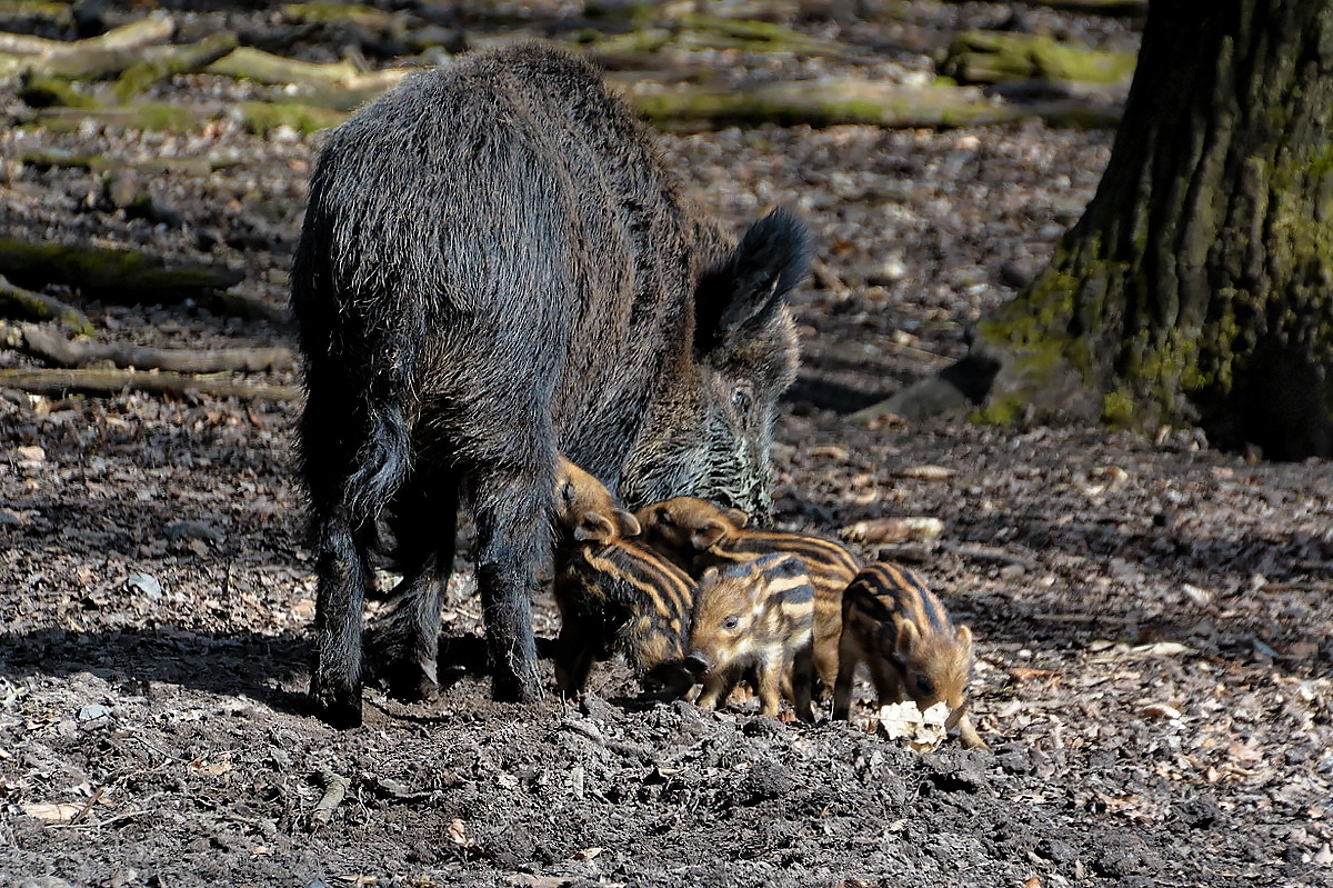 Bache mit Frischling Foto & Bild | tiere, zoo, wildpark & falknerei ...
