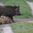 Bache mit Frischlingen