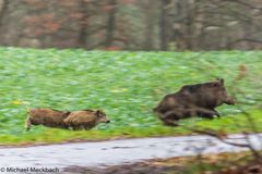 Bache mit Frischlingen