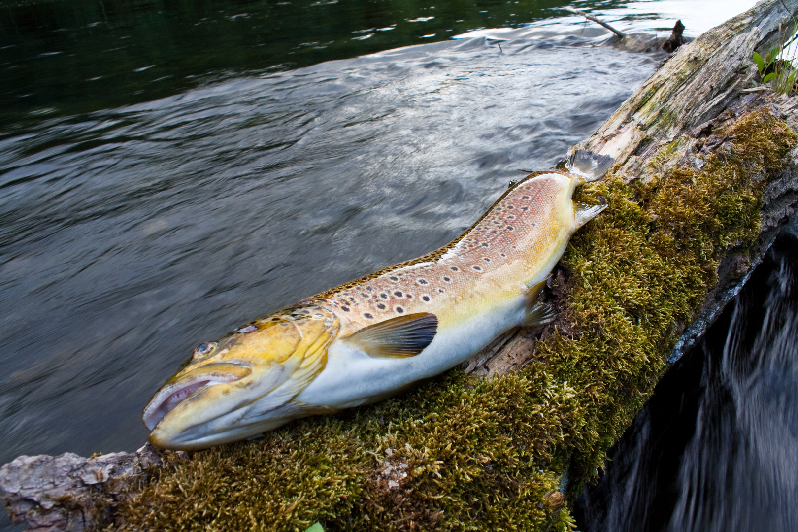 Bachforelle, Brown Trout, Flyfishing2