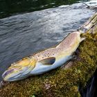 Bachforelle, Brown Trout, Flyfishing2