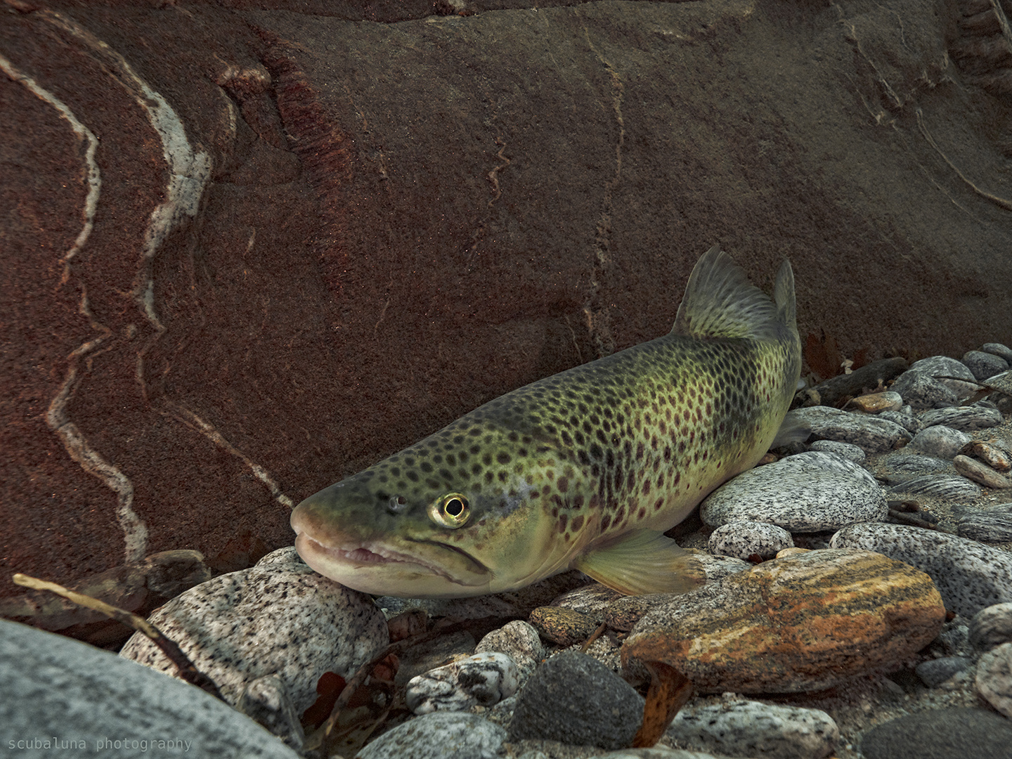 Bachforelle in der Verzasca