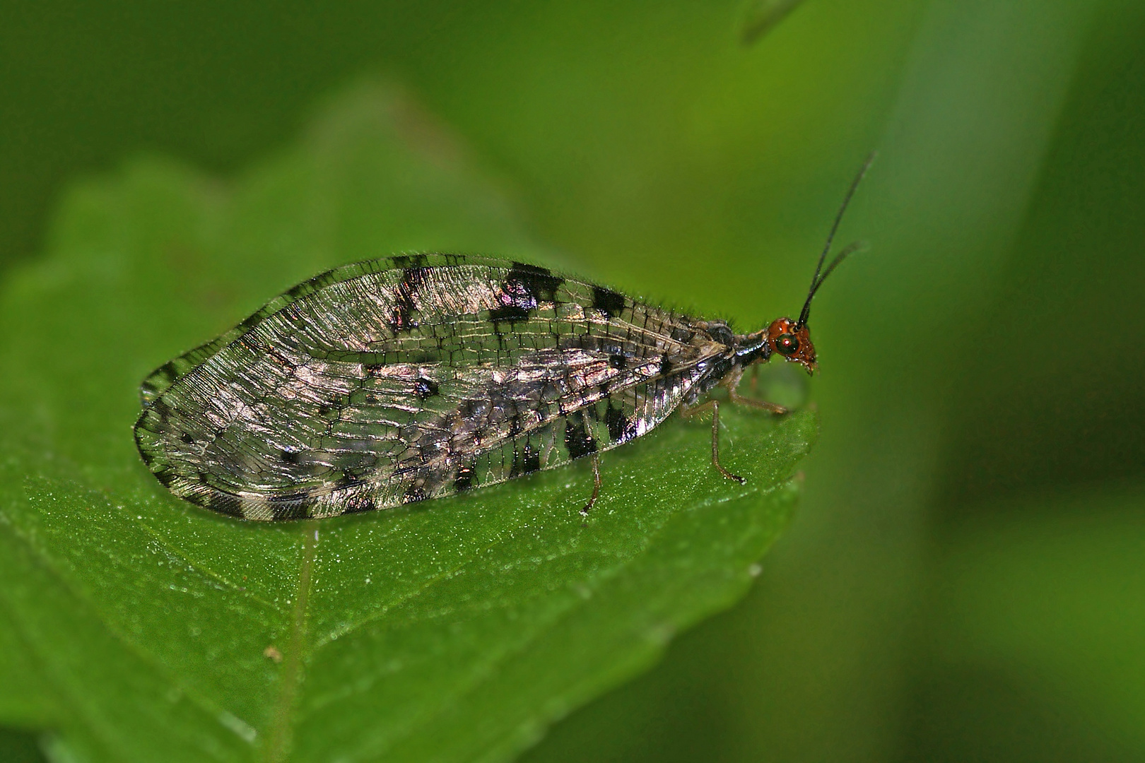 Bachhaft (Osmylus fulvicephalus)