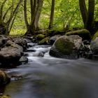 Bachläufe im Wald 