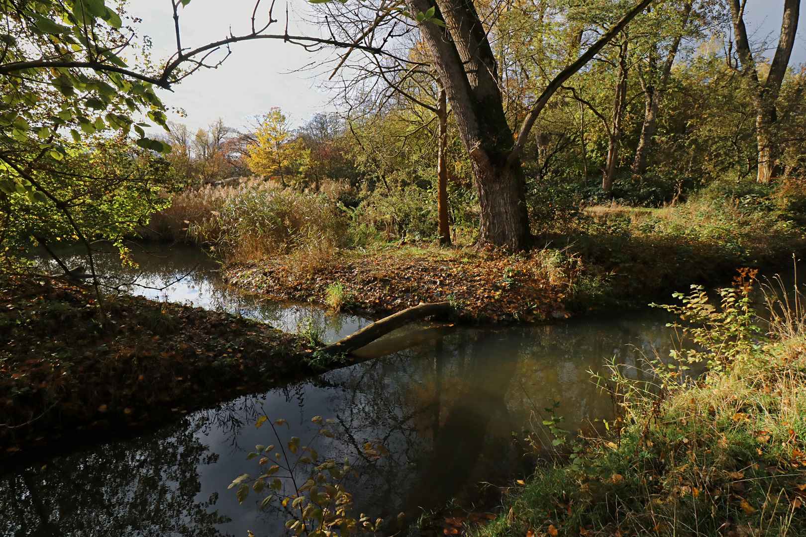 Bachlandschaft im Herbstlicht