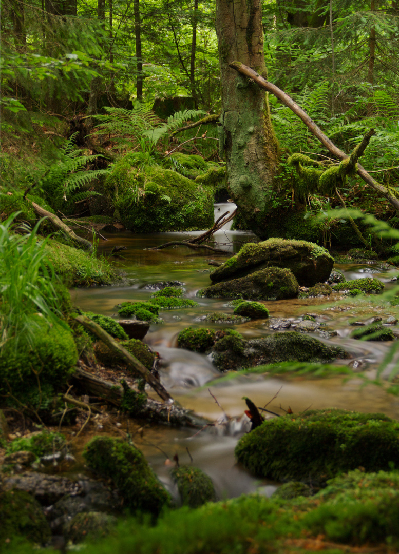 Bachlauch im Bayerischen wald