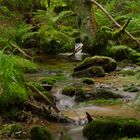 Bachlauch im Bayerischen wald