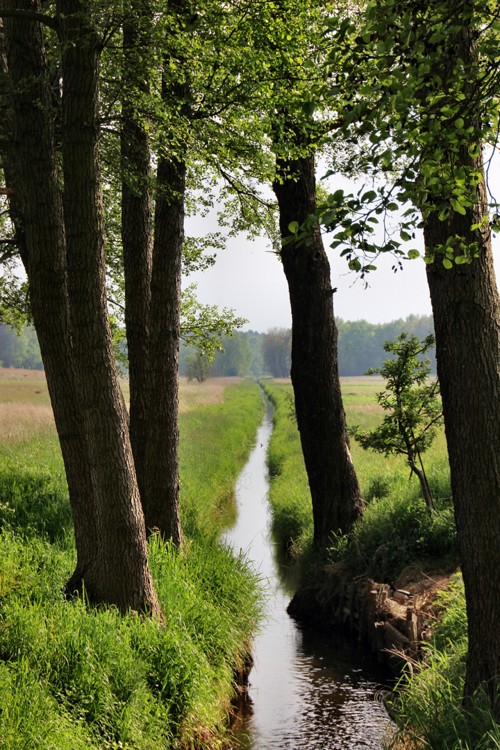 Bachlauf