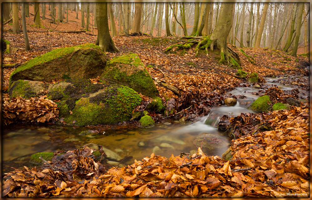 Bachlauf