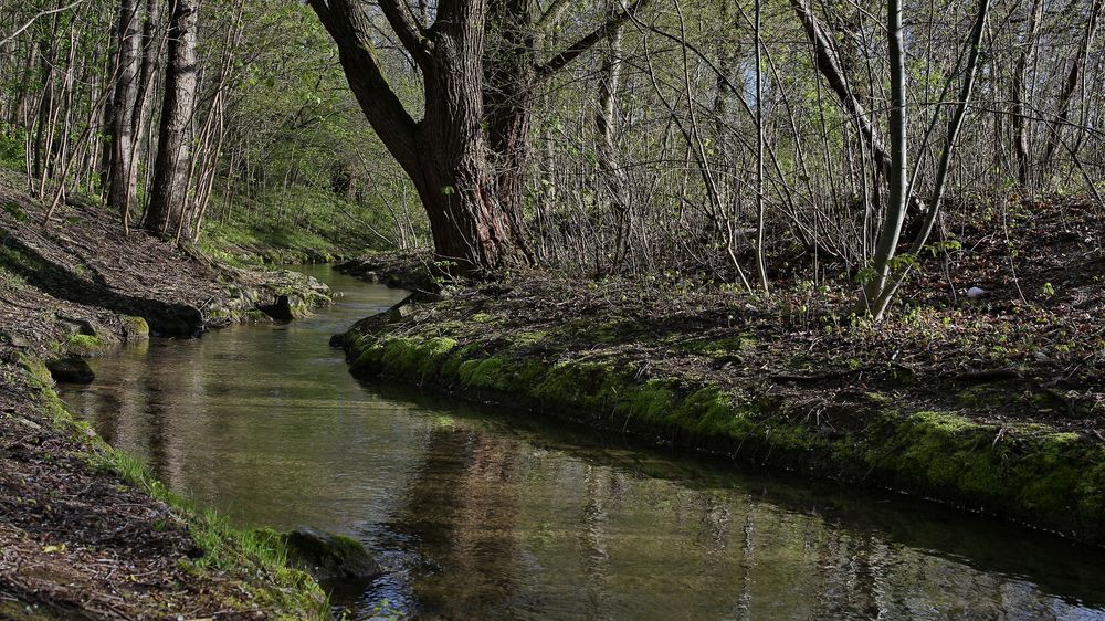 bachlauf