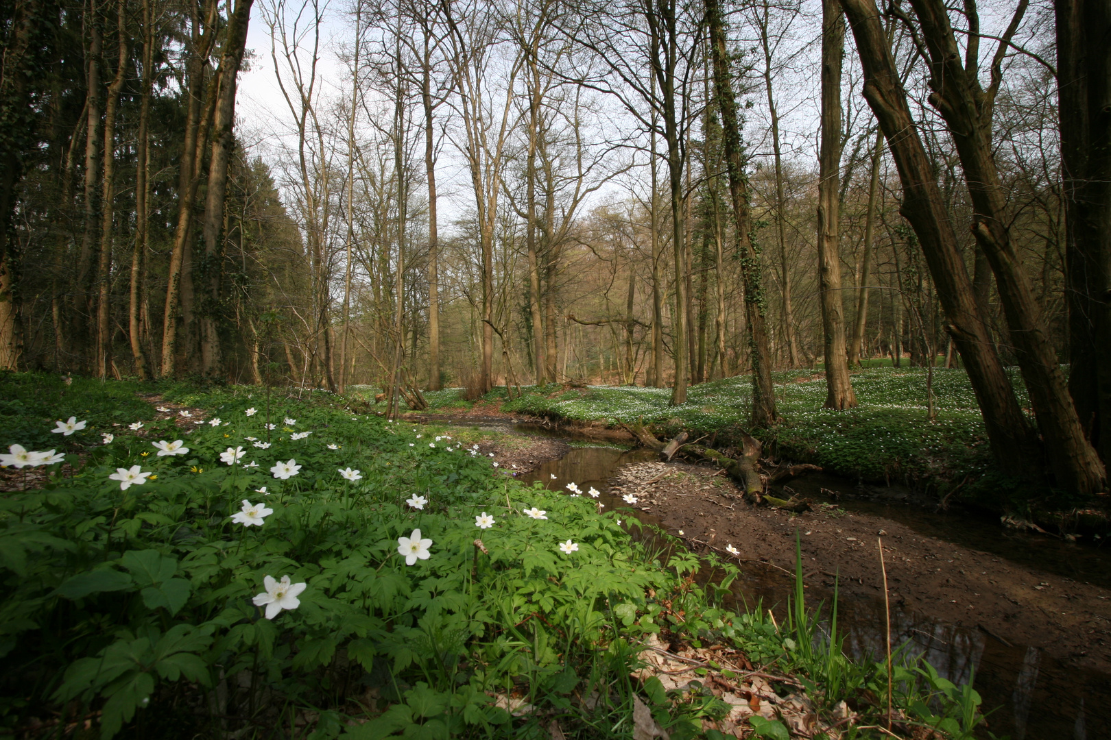 Bachlauf