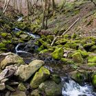 Bachlauf am Steinbachpfad