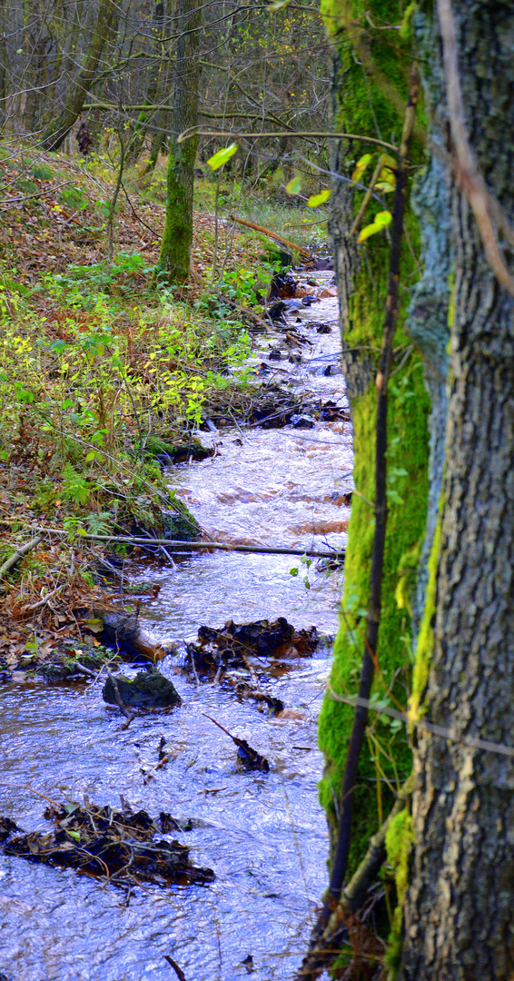 Bachlauf an der Schwindequelle