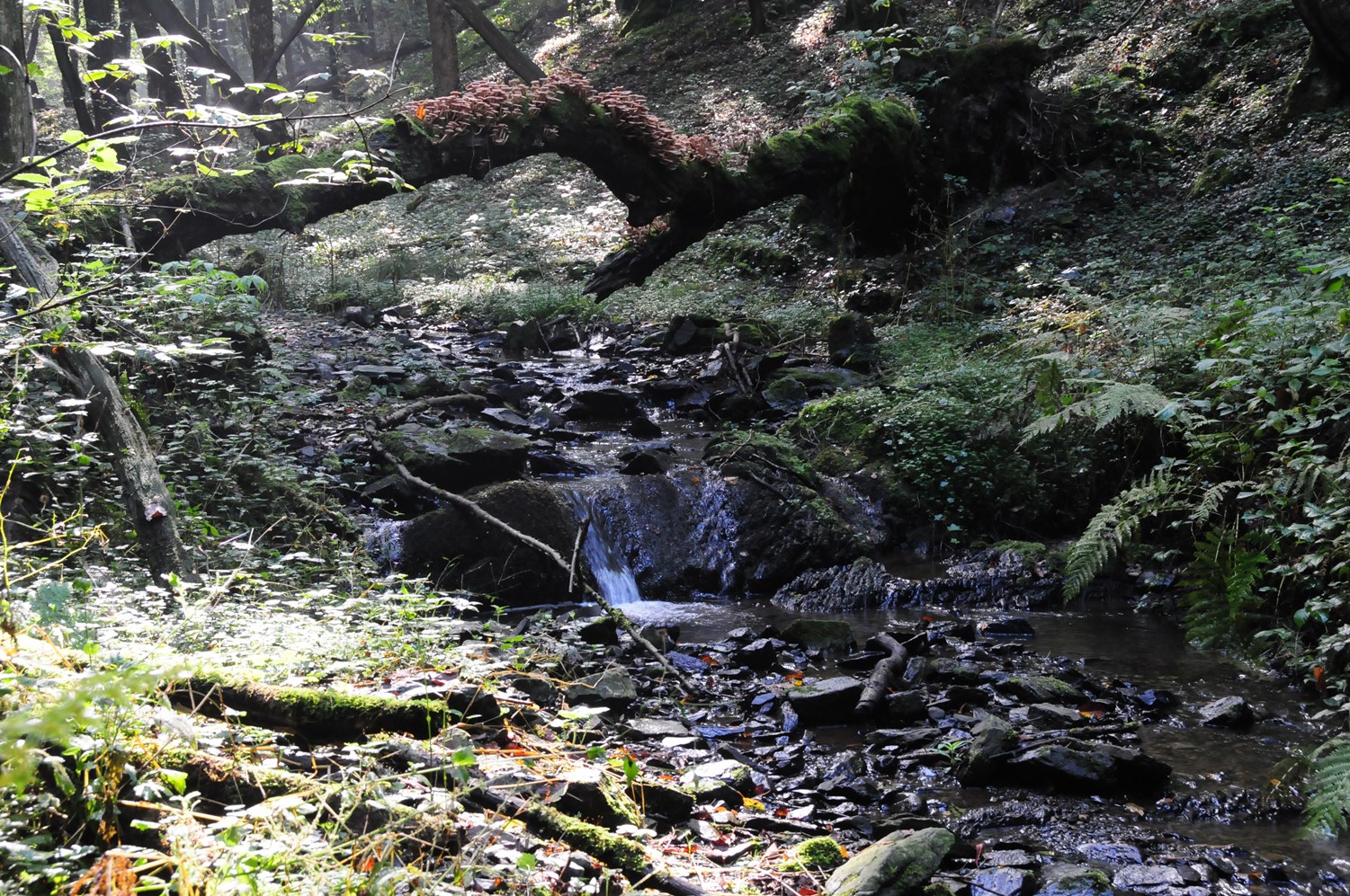 Bachlauf an der Sengbachtalsperre