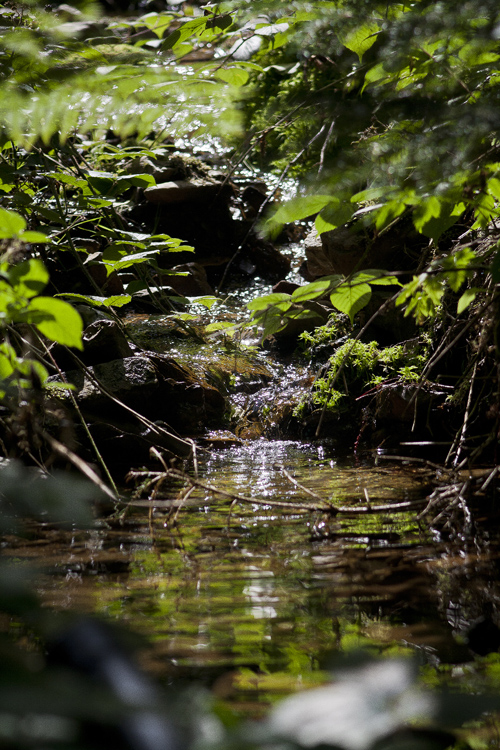 Bachlauf an der Tantenbank