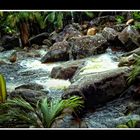 Bachlauf auf den Seychellen