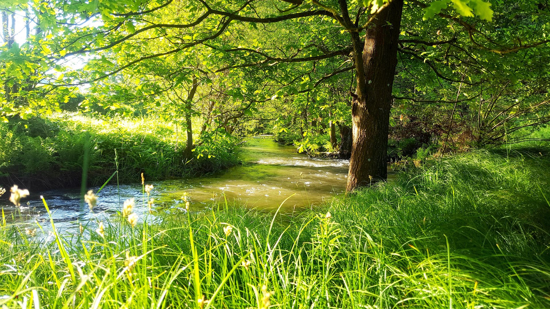 Bachlauf Bayrischer Wald