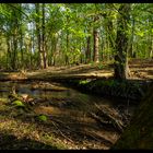 Bachlauf der Nuthe, Langzeitaufnahme