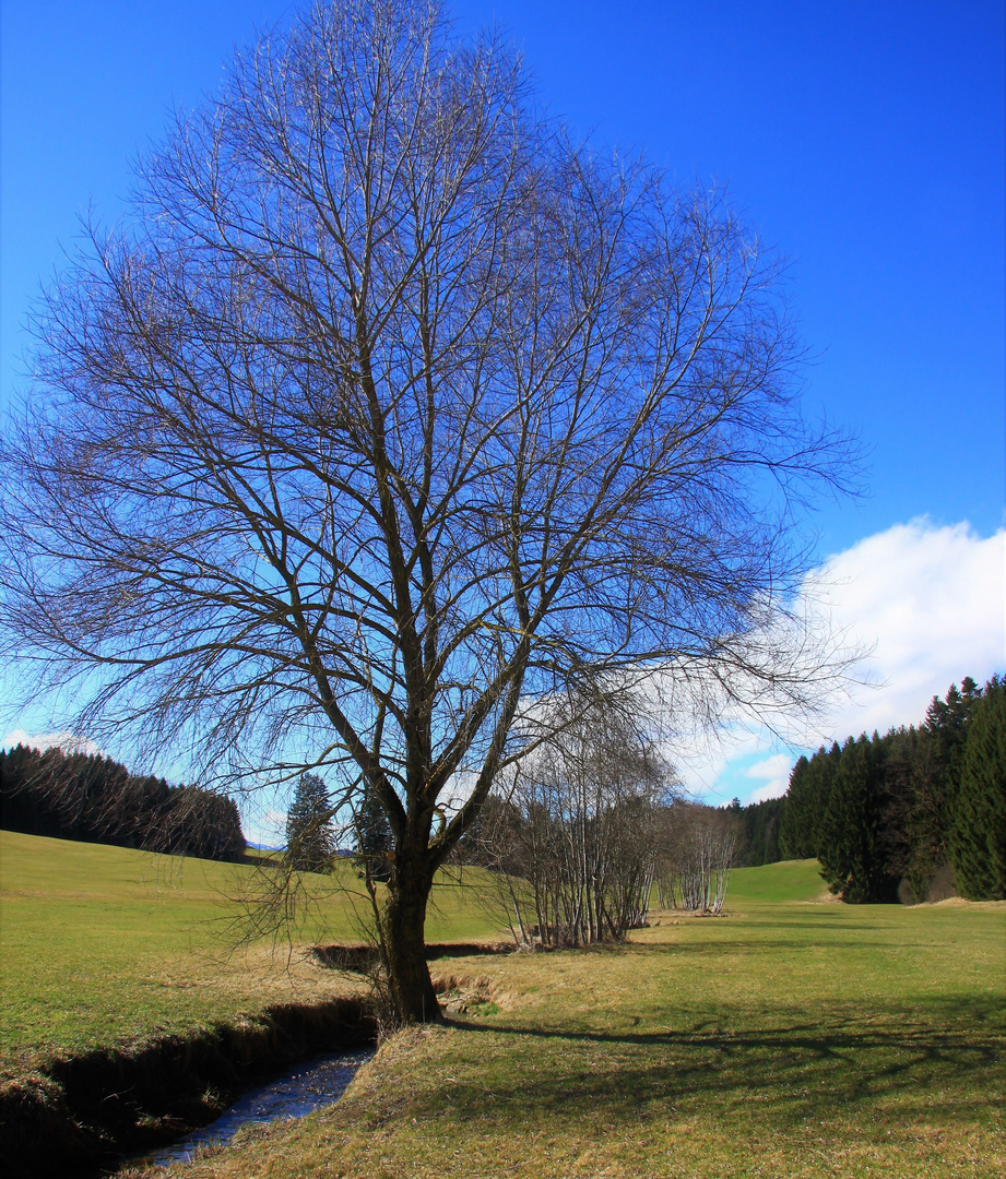 Bachlauf durch hügelige Wiesen