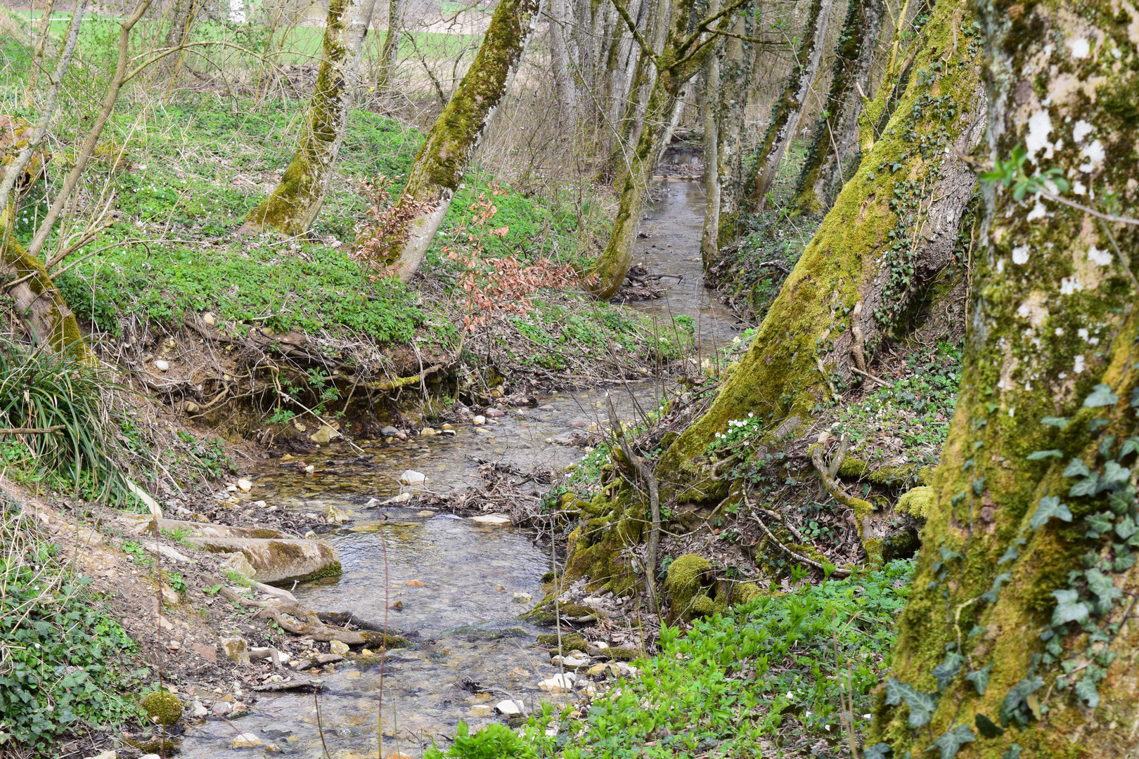 Bachlauf