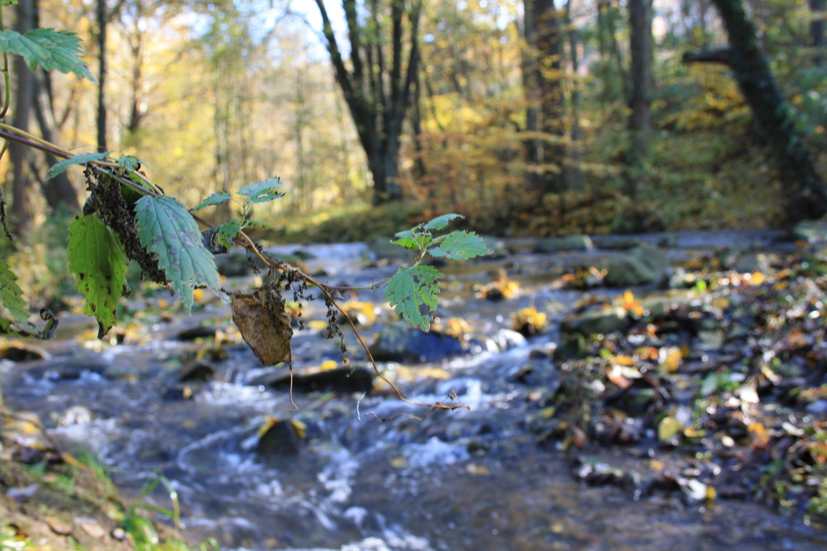 bachlauf