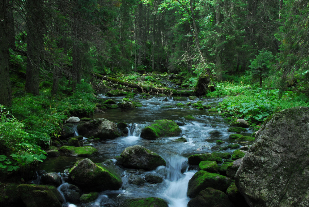 Bachlauf, gespeist durch das Meeresauge (Morskie Oko,Zakopane,Polen)