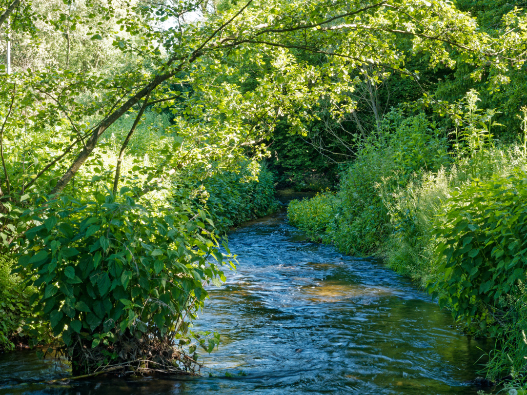 Bachlauf I