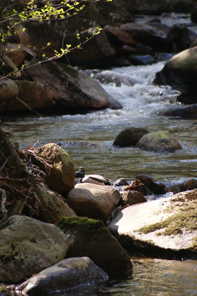 Bachlauf ( Ilsefälle Harz)