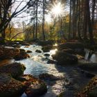 Bachlauf im Bayrischen Wald 