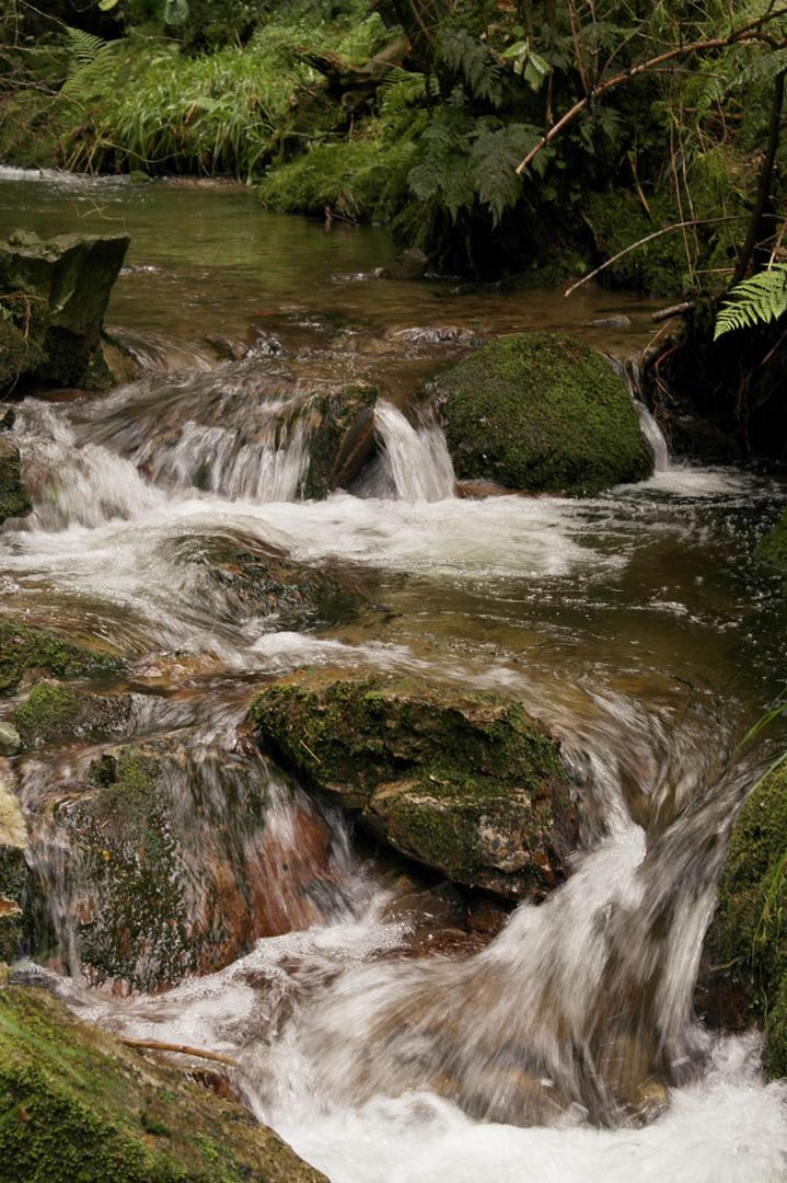 Bachlauf im Black Forest