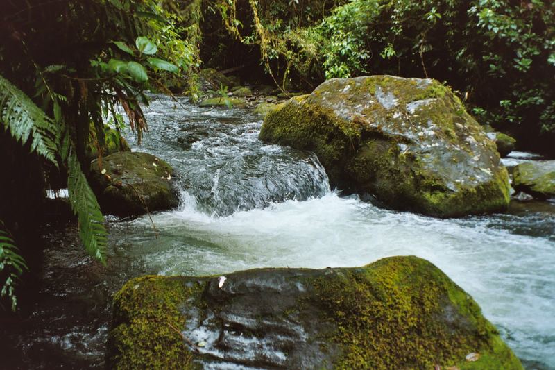 Bachlauf im Dschungel von Costa Rica