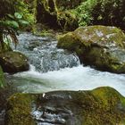 Bachlauf im Dschungel von Costa Rica