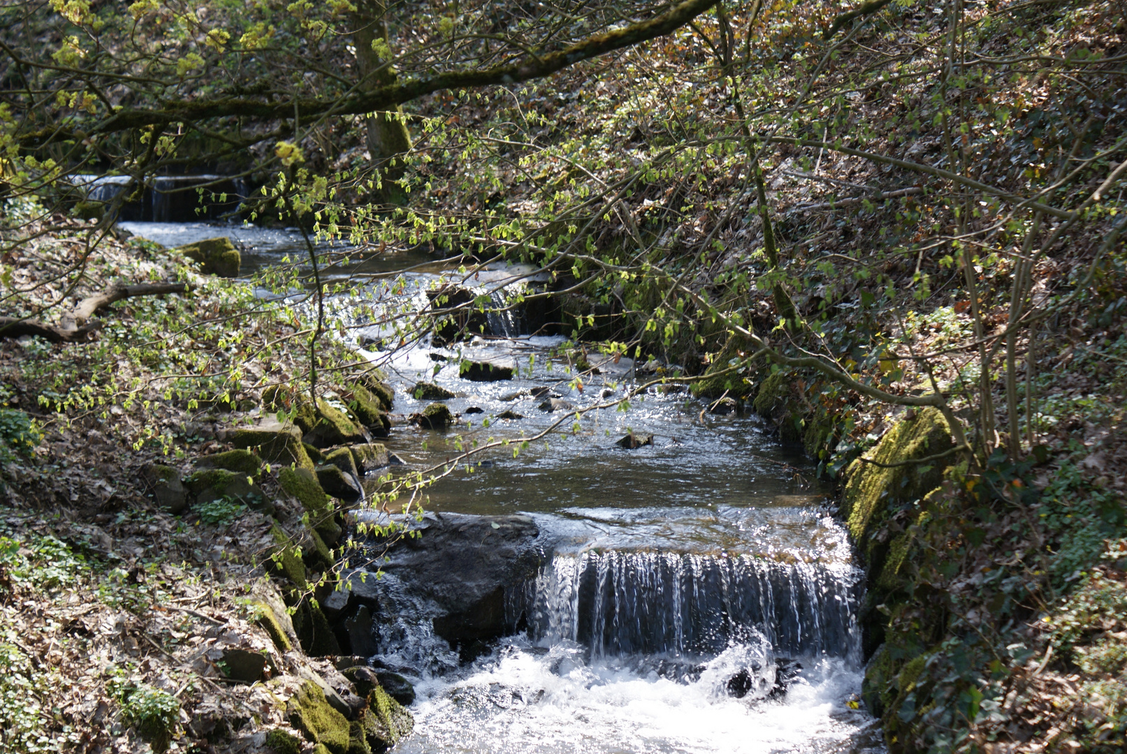 Bachlauf im Frühlingsanfang