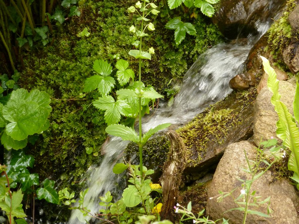 Bachlauf im Garten Foto & Bild landschaft, bach, fluss