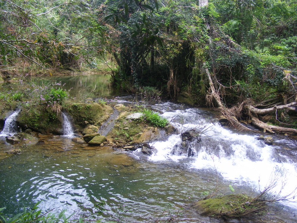 Bachlauf im grossen Wald vor Cienfuegos