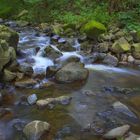 Bachlauf im Harz