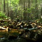 Bachlauf im Harz