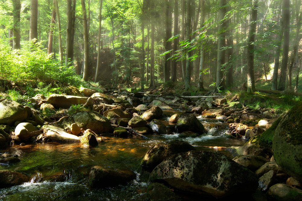 Bachlauf im Harz