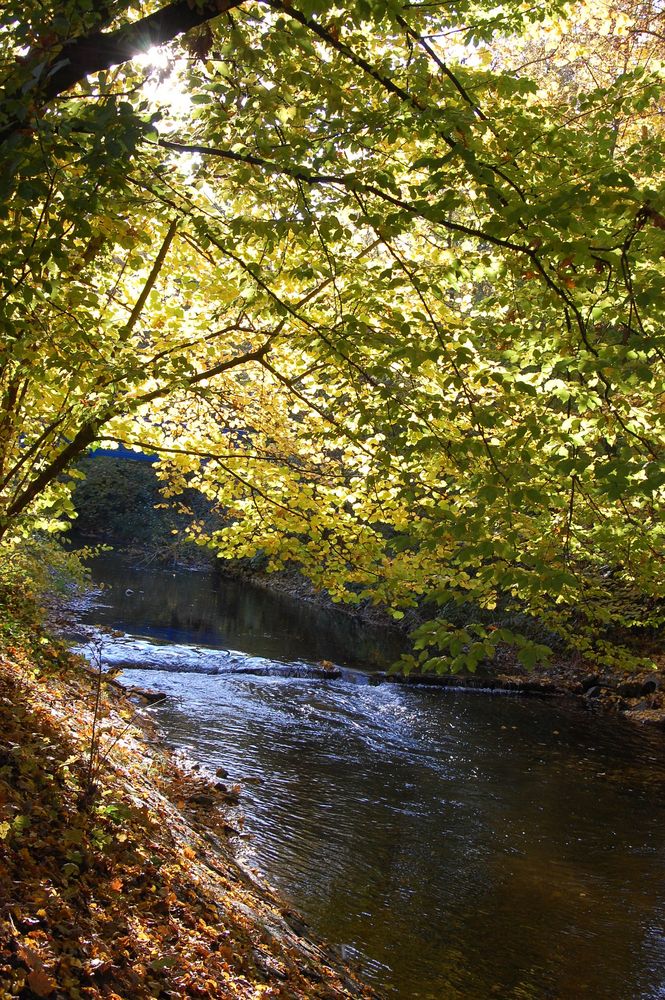 Bachlauf im Herbst