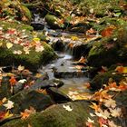 Bachlauf im Herbst